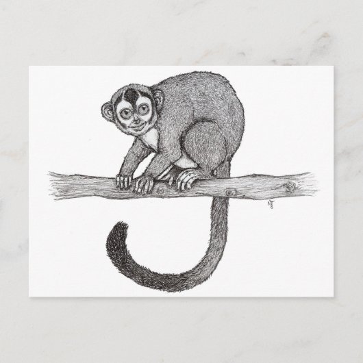 Carte Postale Croquis de Night singe (Aotus spec.) par Nicole Ja (Devant)