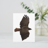 Carte Postale Croquis de queue rouge (Debout devant)