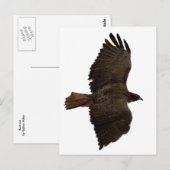 Carte Postale Croquis de queue rouge (Devant / Derrière)