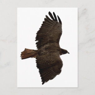 Carte Postale Croquis de queue rouge