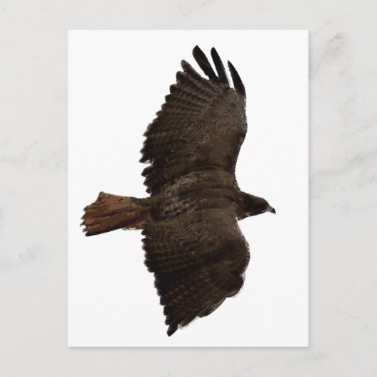 Carte Postale Croquis de queue rouge (Devant)