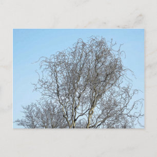 Carte Postale Croquis d'encre des branches d'arbre