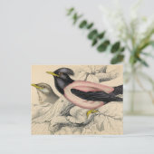 Carte Postale Croquis d'Oiseau Rosie (Debout devant)