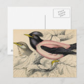 Carte Postale Croquis d'Oiseau Rosie (Devant / Derrière)