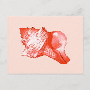 Carte Postale Croquis en coquille de cône - corail, coquille ros