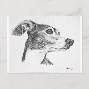 Carte Postale Croquis italien Greyhound