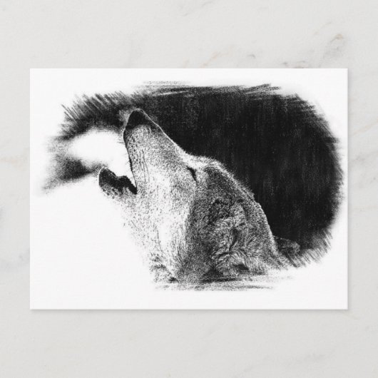 Carte Postale Croquis noir et blanc Loup gris (Devant)