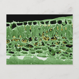 Carte Postale Cross Section of Leaf