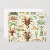 Carte Postale Crostères Adolphe Millot (Devant / Derrière)