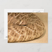 Carte Postale crotale de diamant occidental (Devant / Derrière)