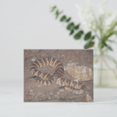 Carte Postale Crotale de tigre (Debout devant)