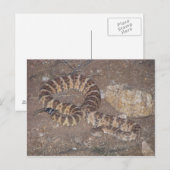 Carte Postale Crotale de tigre (Devant / Derrière)