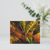Carte Postale Croton Feuilles Abstraits (Debout devant)