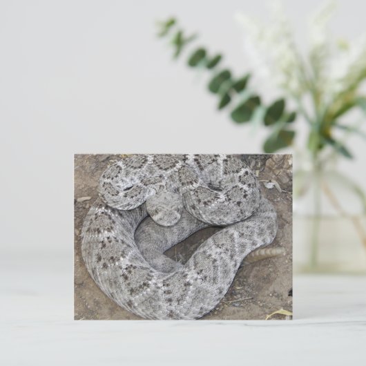 Carte Postale Crotte (Debout devant)