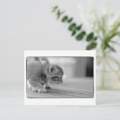 Carte Postale Crouching Kitten (Debout devant)