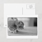 Carte Postale Crouching Kitten (Devant / Derrière)