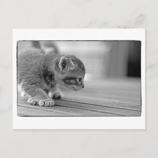 Carte Postale Crouching Kitten