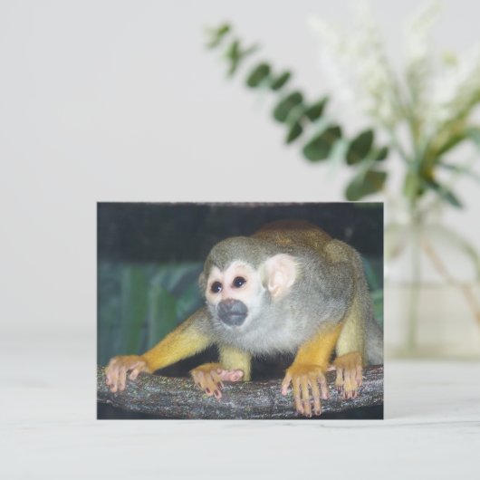 Carte Postale Croupe de singe écureuil (Debout devant)
