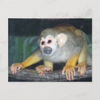 Carte Postale Croupe de singe écureuil
