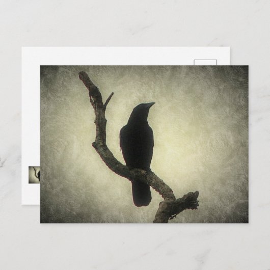 Carte postale Crow (Devant / Derrière)
