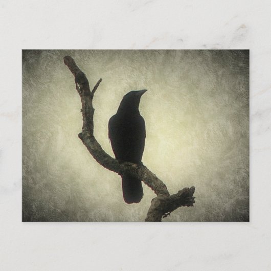 Carte postale Crow (Devant)