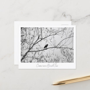 Carte Postale Crow dans un Birch Tree
