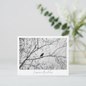Carte Postale Crow dans un Birch Tree (Debout devant)