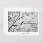 Carte Postale Crow dans un Birch Tree (Devant / Derrière)