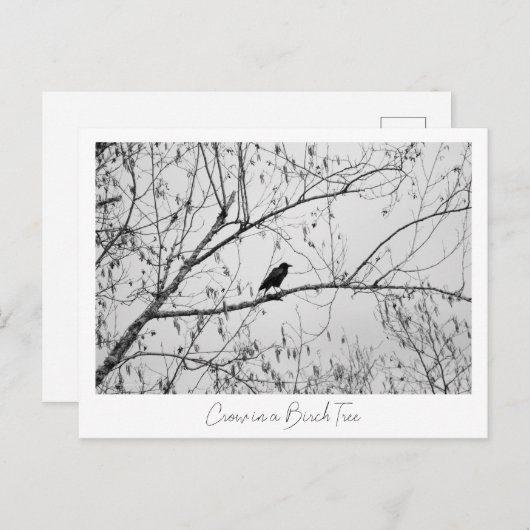 Carte Postale Crow dans un Birch Tree (Devant / Derrière)