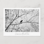 Carte Postale Crow dans un Birch Tree (Devant)