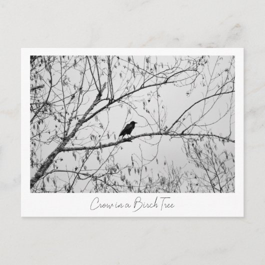 Carte Postale Crow dans un Birch Tree (Devant)