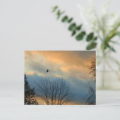Carte Postale Crow sur un ciel pastel (Debout devant)