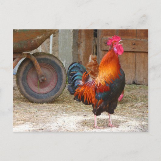 Carte Postale Crowing Red Rooster de Rhode Island (Devant)