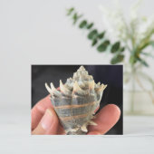 Carte Postale Crown Conch Seashell Photography Postcard (Debout devant)
