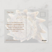 Carte Postale Crown Conch Seashell Photography Postcard (Dos)