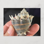 Carte Postale Crown Conch Seashell Photography Postcard (Devant)
