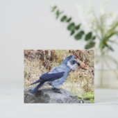 Carte Postale Crowschnauzer (Debout devant)