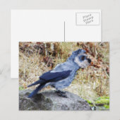 Carte Postale Crowschnauzer (Devant / Derrière)