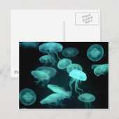 Carte Postale crustacés (Devant / Derrière)