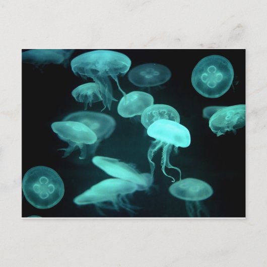 Carte Postale crustacés (Devant)