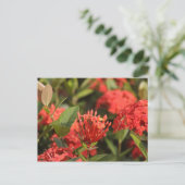 Carte Postale Cruz de Marta (Debout devant)