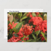 Carte Postale Cruz de Marta (Devant / Derrière)