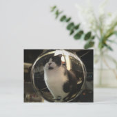 Carte Postale Crystal Cat (Debout devant)