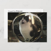 Carte Postale Crystal Cat (Devant / Derrière)