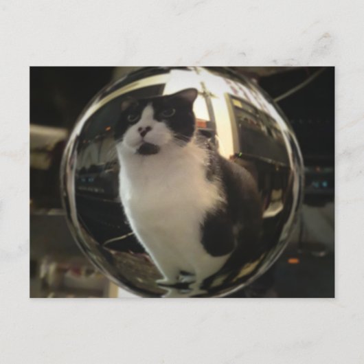 Carte Postale Crystal Cat (Devant)