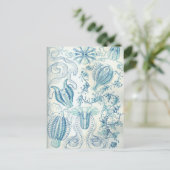 Carte Postale Ctenophore (Debout devant)