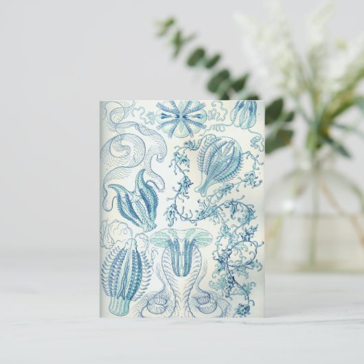 Carte Postale Ctenophore (Debout devant)