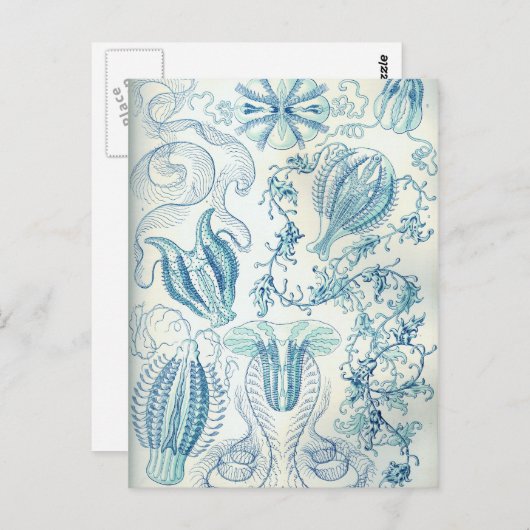 Carte Postale Ctenophore (Devant / Derrière)