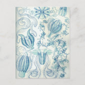 Carte Postale Ctenophore (Devant)