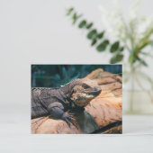 Carte Postale Ctenosaura melanosterna (Debout devant)